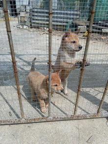 民间相狗法(相狗经口诀)(图3)