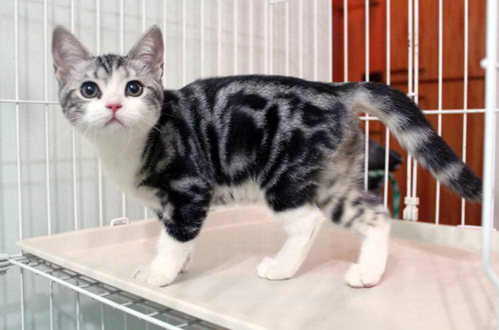 7种常见“宠物猫”的市场价,你买贵了吗?(图4)