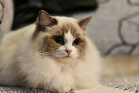 7种常见“宠物猫”的市场价,你买贵了吗?(图5)