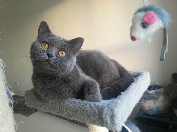 7种常见“宠物猫”的市场价,你买贵了吗?(图6)