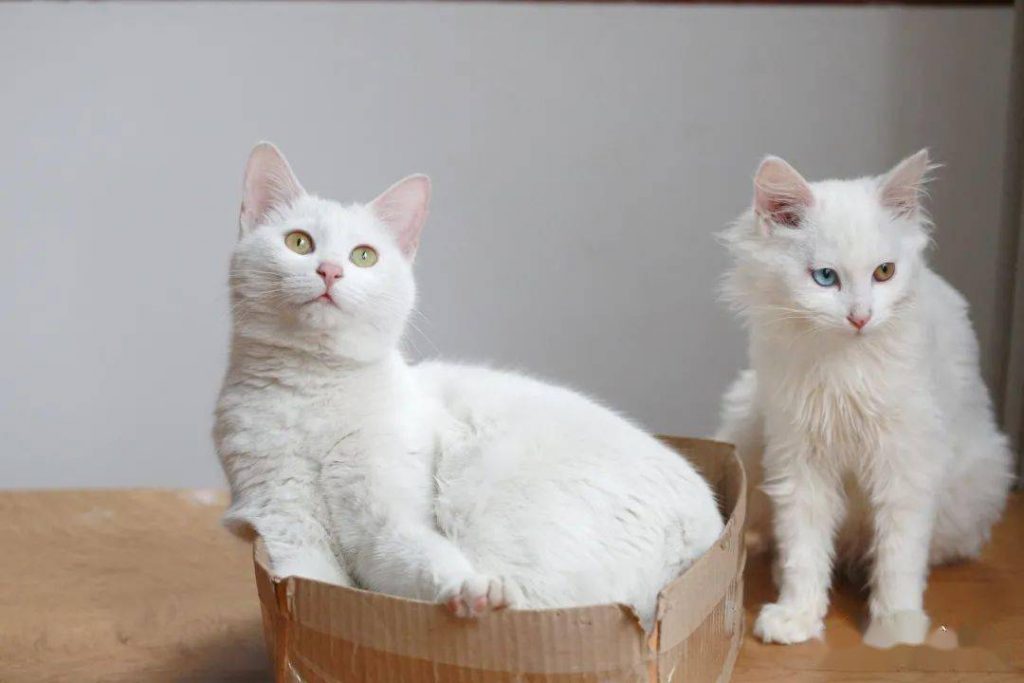 7种常见“宠物猫”的市场价,你买贵了吗?(图8)