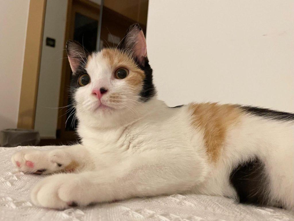 新手如何选猫?一只毛绒精灵是否符合你对俊猫的审美标准?(图6)