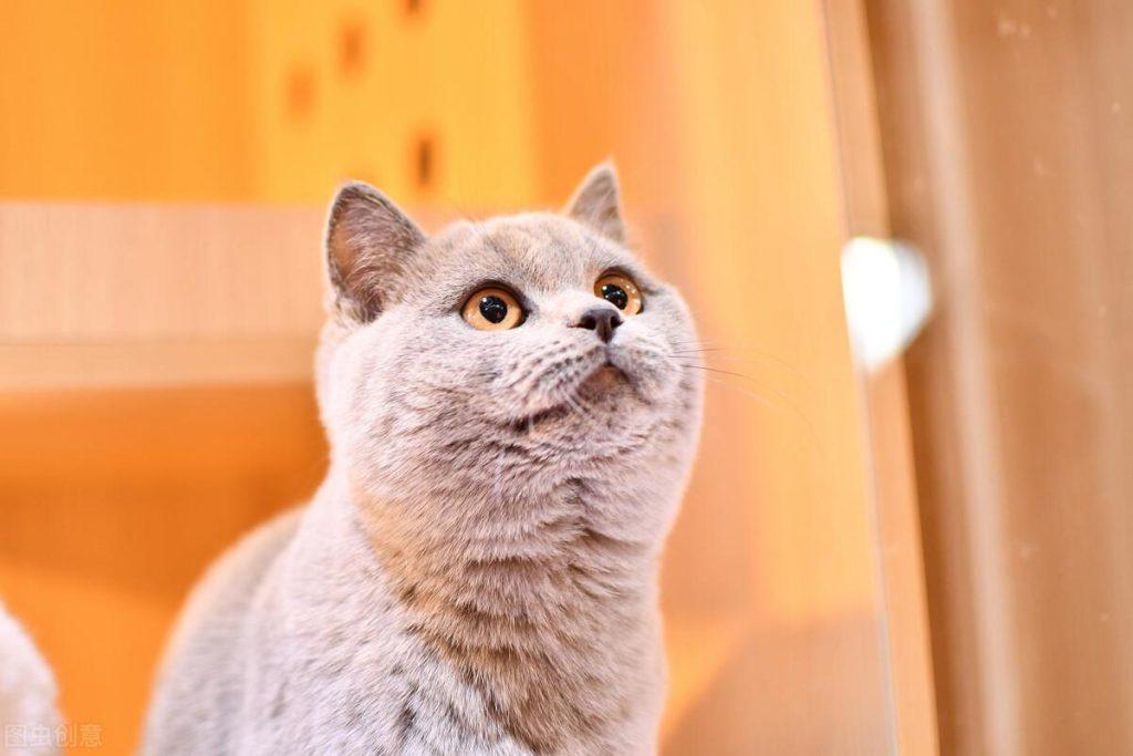 新手如何选猫?一只毛绒精灵是否符合你对俊猫的审美标准?(图1)