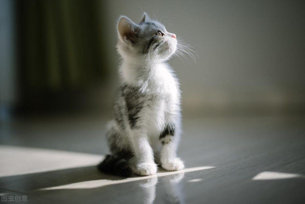 新手如何选猫?一只毛绒精灵是否符合你对俊猫的审美标准?(图2)