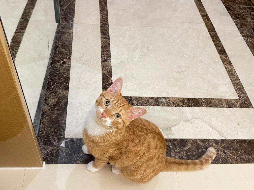 新手如何选猫?一只毛绒精灵是否符合你对俊猫的审美标准?(图5)