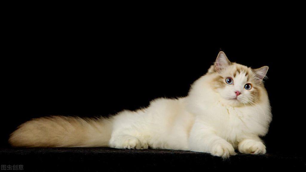 新手如何选猫?一只毛绒精灵是否符合你对俊猫的审美标准?(图4)