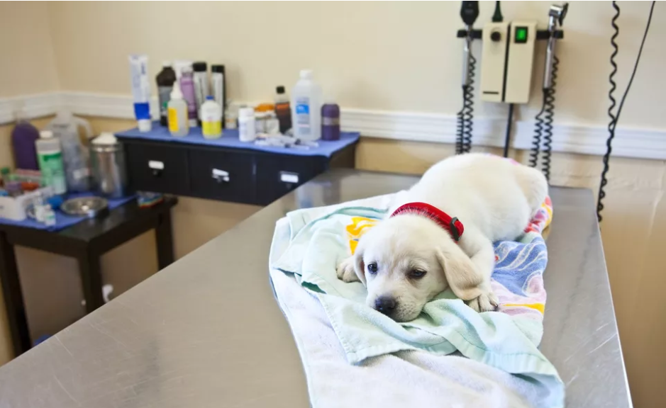 狗狗发烧又流鼻涕?可能是致命的犬瘟热(狗狗流清鼻涕发烧吃什么药)(图1)