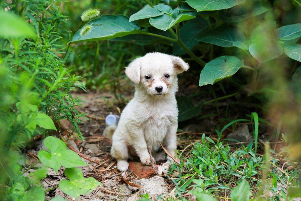狗狗发烧又流鼻涕?可能是致命的犬瘟热(狗狗流清鼻涕发烧吃什么药)(图2)