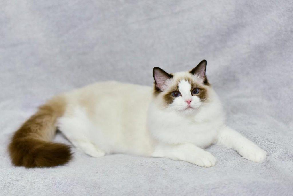 布偶成年之后的标准体重是多少?怎么照顾布偶猫?(图2)