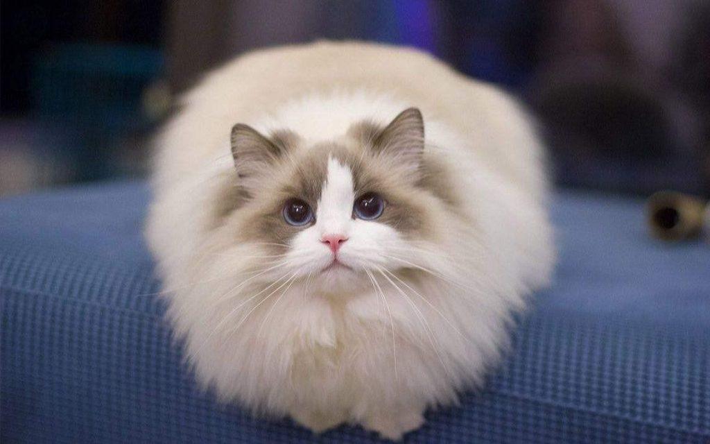 布偶成年之后的标准体重是多少?怎么照顾布偶猫?(图4)