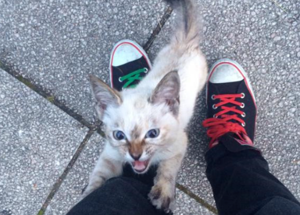 捡到一只流浪猫,带回家成了主人!(图1)