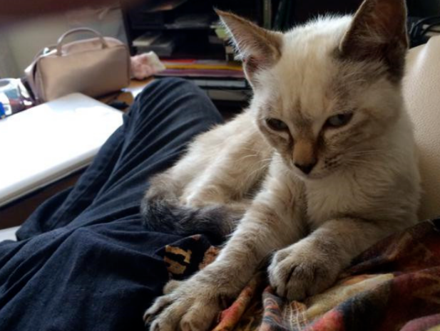 捡到一只流浪猫,带回家成了主人!(图2)