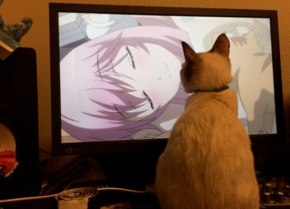 捡到一只流浪猫,带回家成了主人!(图3)