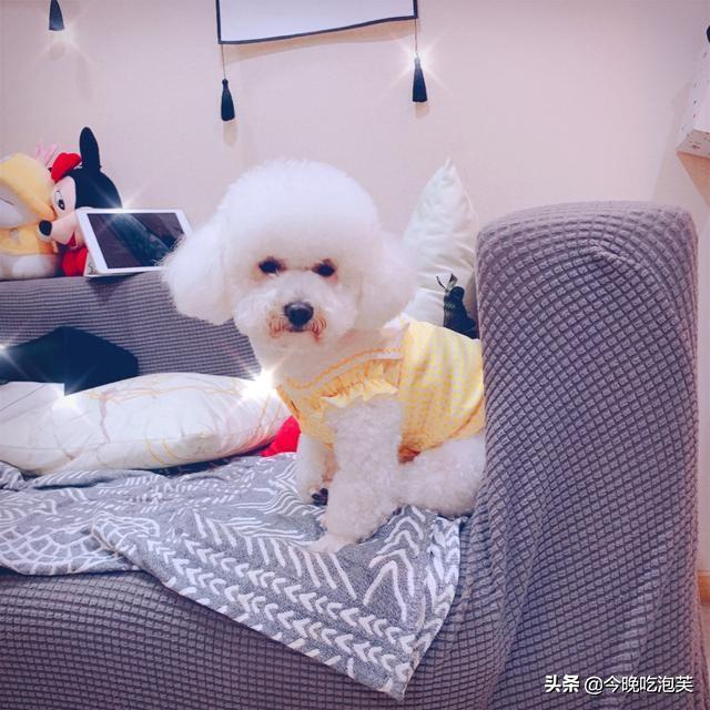 狗狗总刨墙,那么一定是有原因的,可别不管不顾一顿揍(狗一直刨墙是为什么)(图1)