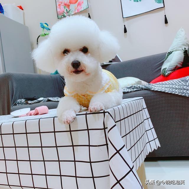 狗狗总刨墙,那么一定是有原因的,可别不管不顾一顿揍(狗一直刨墙是为什么)(图2)