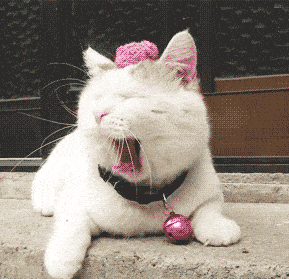 一分钟学会猫咪驱虫喂药指南(图1)