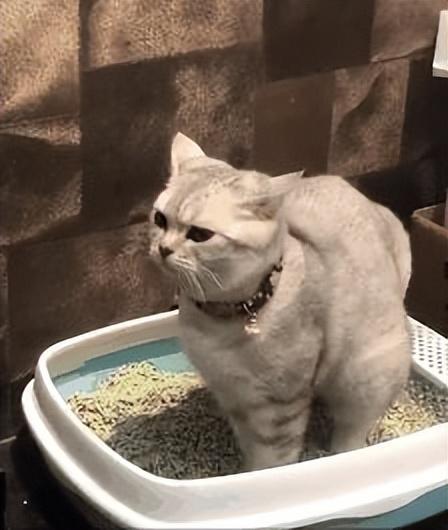 一分钟学会猫咪驱虫喂药指南(图3)