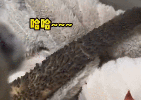 小猫咪在火炉旁烤火,不料尾巴变焦黑(图1)