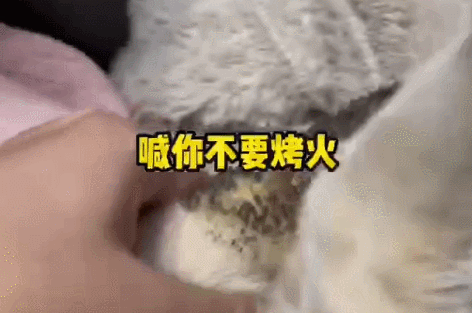 小猫咪在火炉旁烤火,不料尾巴变焦黑(图2)