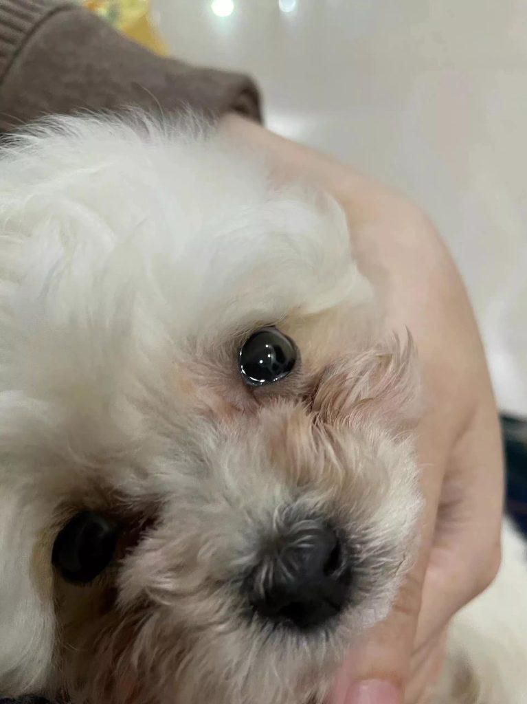 拒绝安乐!!自己搁家治好了犬瘟(犬瘟自治买什么药)(图1)