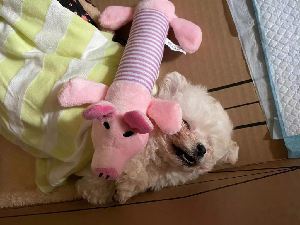 拒绝安乐!!自己搁家治好了犬瘟(犬瘟自治买什么药)(图2)