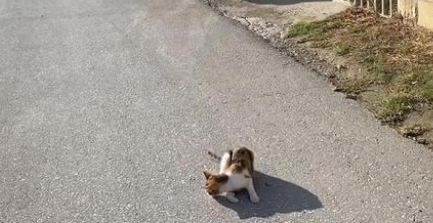 被困马路上的流浪小猫,对救命恩人满眼戒备,被几顿饭轻易俘获(图1)