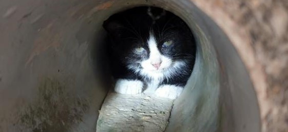 被困马路上的流浪小猫,对救命恩人满眼戒备,被几顿饭轻易俘获(图3)