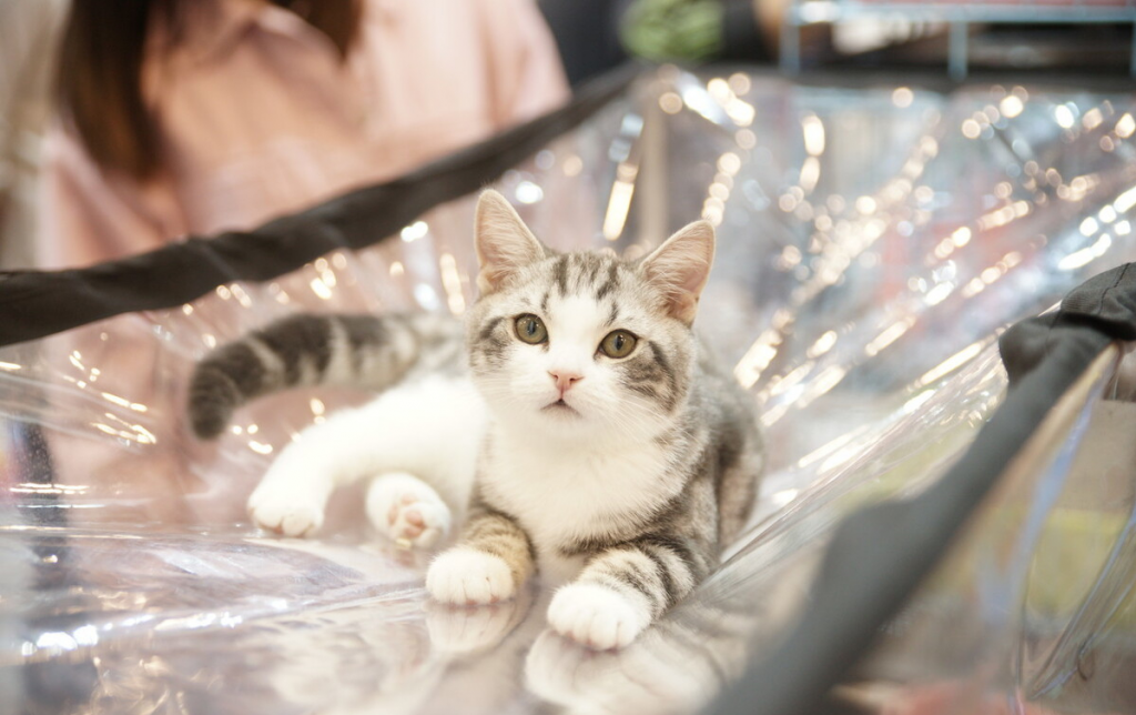 为什么美短猫这么受欢迎?以下五点优点养了就不想换猫(图3)