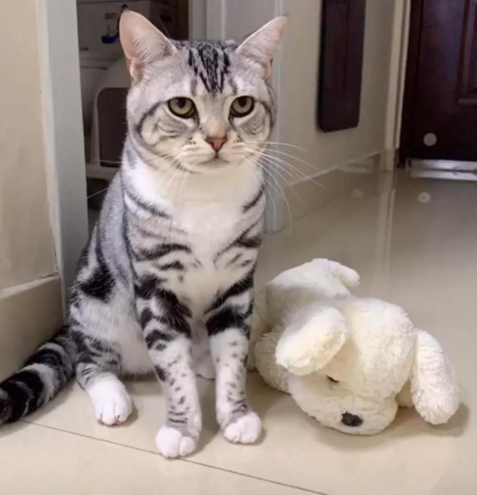 为什么美短猫这么受欢迎?以下五点优点养了就不想换猫(图11)