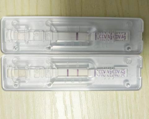 在家给狗做的传染病试纸板为什么不准确?宠物医生告诉你(狗狗检查传染病多少钱)(图4)