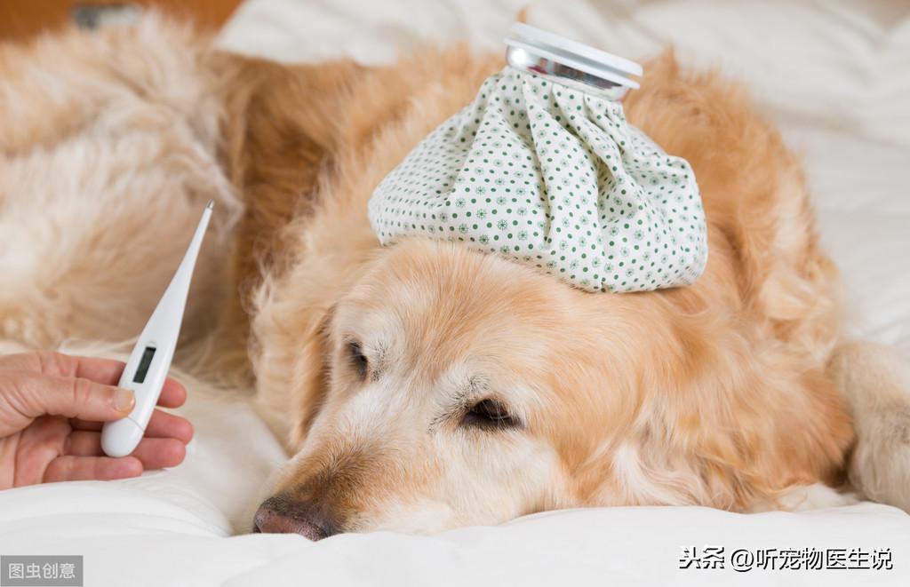 在家给狗做的传染病试纸板为什么不准确?宠物医生告诉你(狗狗检查传染病多少钱)(图6)