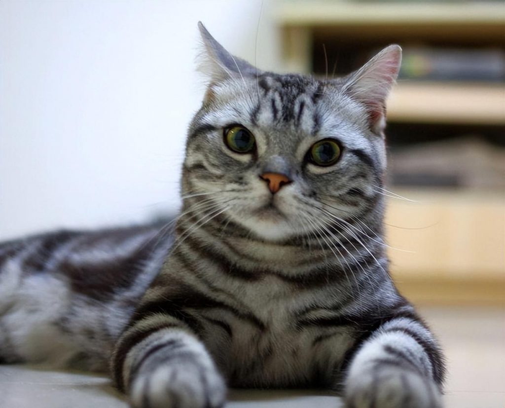 为什么那么多人喜欢养“美国短毛猫”?这几点让人无法拒绝(图1)