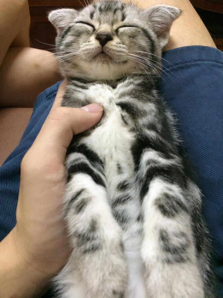 为什么那么多人喜欢养“美国短毛猫”?这几点让人无法拒绝(图5)