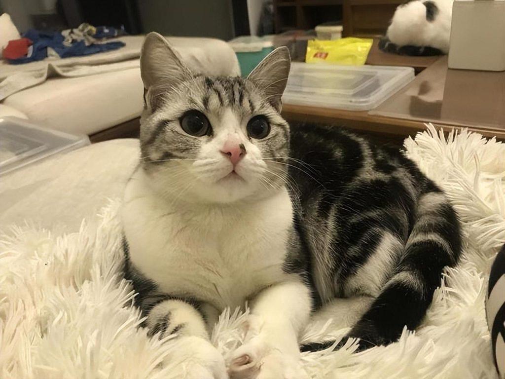 为什么那么多人喜欢养“美国短毛猫”?这几点让人无法拒绝(图10)