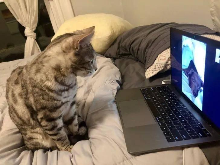 为什么那么多人喜欢养“美国短毛猫”?这几点让人无法拒绝(图7)