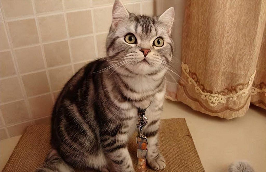 为什么那么多人喜欢养“美国短毛猫”?这几点让人无法拒绝(图9)