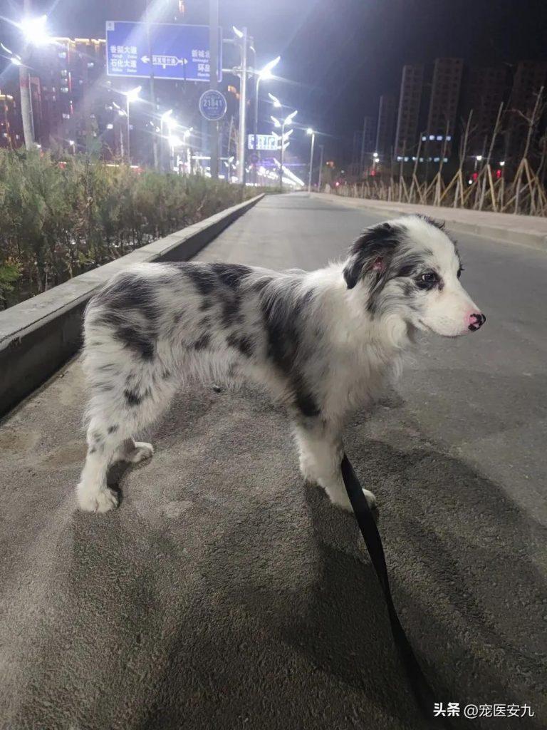 犬瘟没那么可怕!犬瘟神经性后遗症才可怕!(犬瘟神经型还有治吗)(图1)