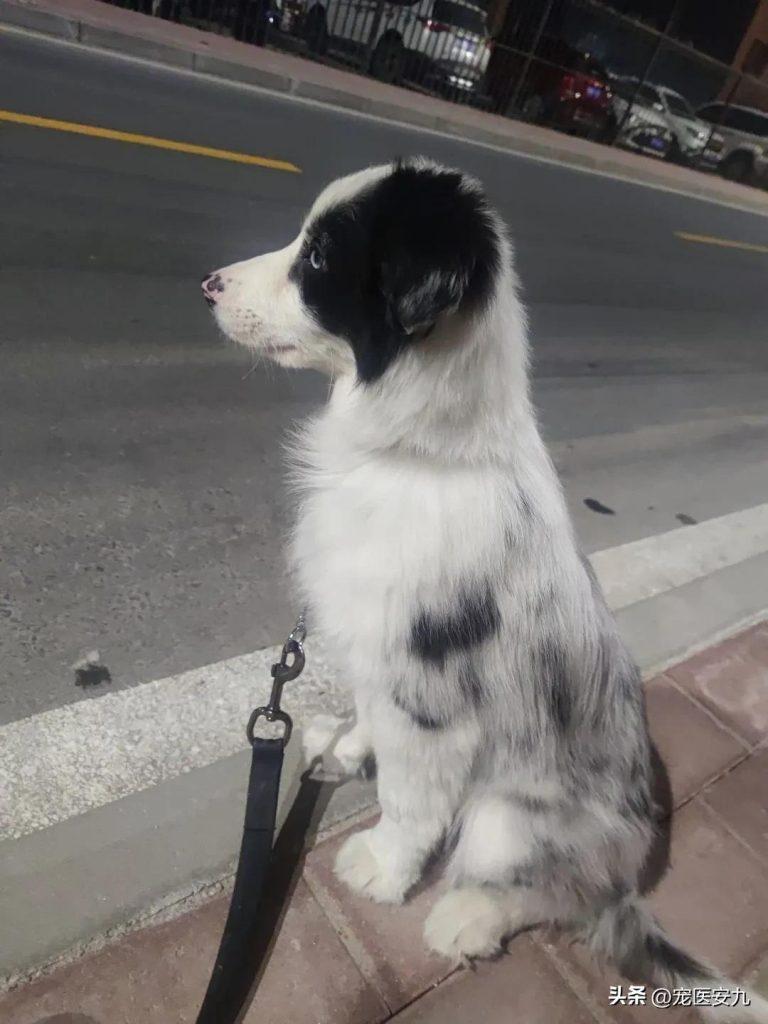 犬瘟没那么可怕!犬瘟神经性后遗症才可怕!(犬瘟神经型还有治吗)(图2)