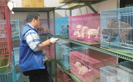 不法商人非法繁殖 宠物坊变猫狗炼狱(图1)