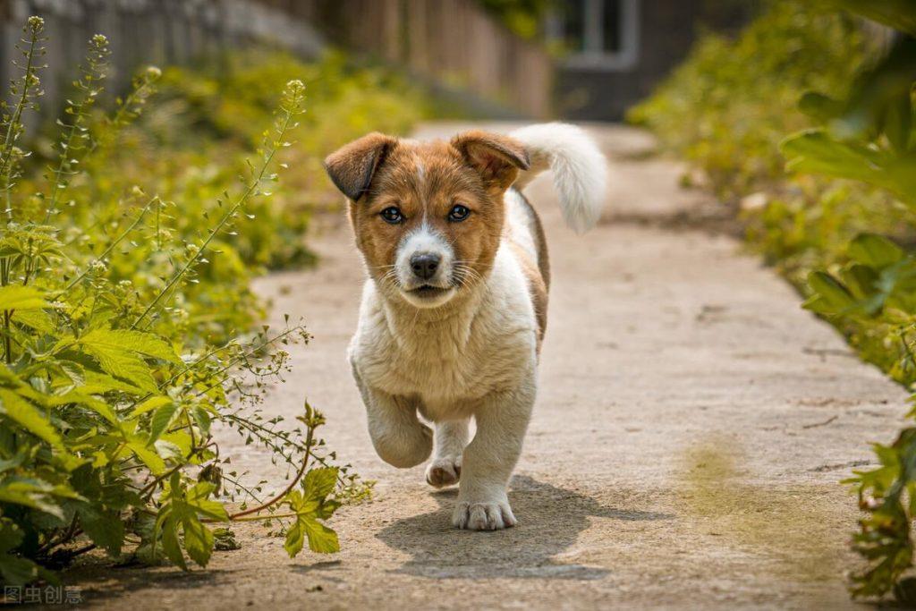 小狗拉肚子怎么办?这5招,可以缓解不适(小狗拉肚子的症状)(图2)