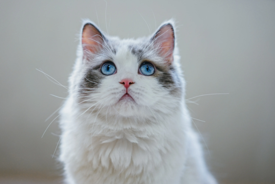 猫为什么可以从高处安全地跳下来?这是什么原理?(图1)