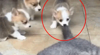 柯基联机围堵加菲猫,加菲猫被瞎折腾的太委屈,主人家看过笑靥不断(图1)