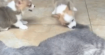 柯基联机围堵加菲猫,加菲猫被瞎折腾的太委屈,主人家看过笑靥不断(图2)