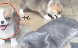 柯基联机围堵加菲猫,加菲猫被瞎折腾的太委屈,主人家看过笑靥不断(图3)