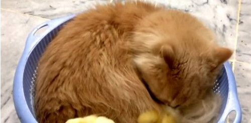 橘猫把两只小鸡当孩子 理毛照顾都亲自来(图1)