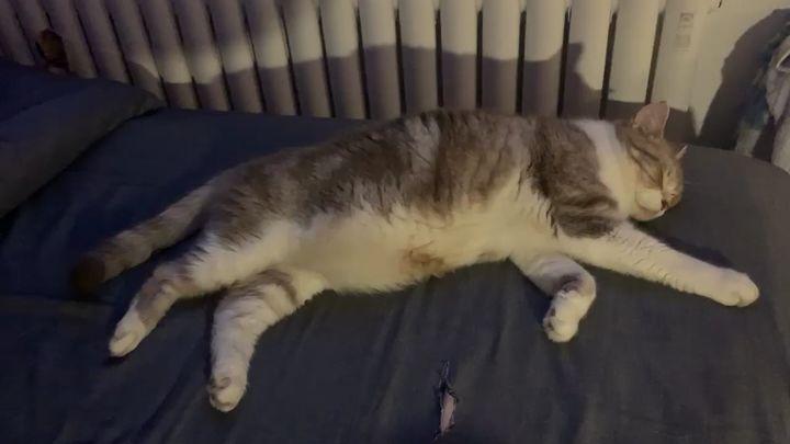 猫咪呼吸急促!这是呼吸不畅吗?(图1)