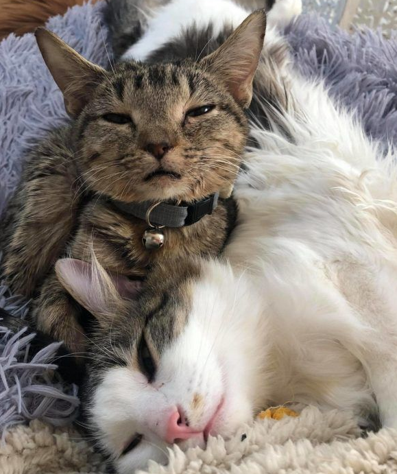 患水脑症虎斑猫永远长不大 却有超特别的疗癒力(图2)