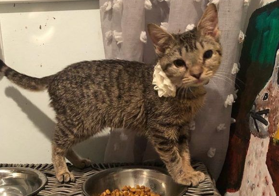 患水脑症虎斑猫永远长不大 却有超特别的疗癒力(图1)