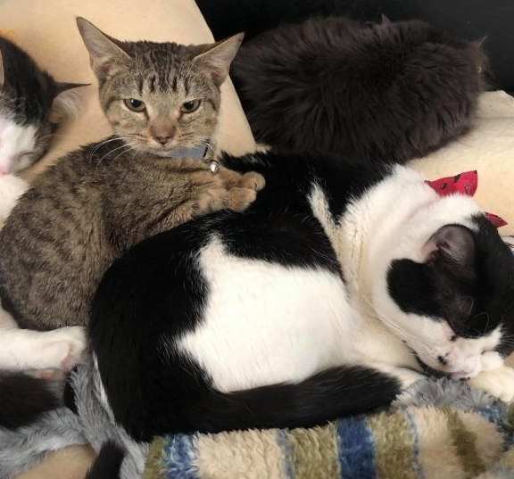 患水脑症虎斑猫永远长不大 却有超特别的疗癒力(图3)