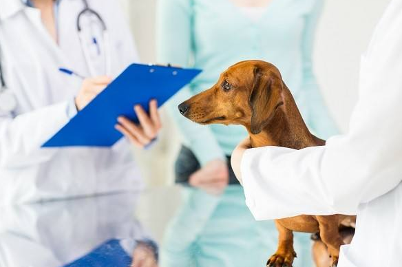 狗狗得了这5种病,这5种食物可让它自愈(狗狗病的很严重了,有什么办法)(图1)